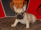 Bulldog fran&ccedil;ais Chiots exotiques
