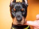 Dobermann chiots &agrave; vendre