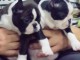 Boston Terrier chiots &agrave; vendre