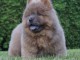 Chiots chowchow a donn&eacute; 