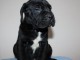 Cane Corso chiots &agrave; vendre