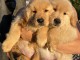 Chiots Golden Retriever disponibles &agrave; vendre Chiots Golden Retrie