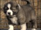 Berger du Caucase chiots