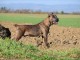 Cane Corso m&acirc;le a vendre