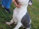 Pit-bull terrier am&eacute;ricain CHIOTS