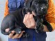 Cane Corso chiots &agrave; vendre