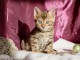 chaton Bengale trois mois