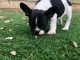 Male et femelle en bonne sant&eacute; mignons akc chiots bouledogues fra