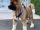Nous avons deux beaux chiots Akita pr&ecirc;ts pour leurs nouvelles mai