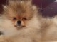 Spitz de Pom&eacute;ranie chiot a vendre