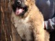 Berger du Caucase chiots &agrave; vendre