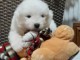 Samoy&egrave;de chiots &agrave; vendre