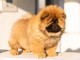 Chow Chow chiots &agrave; vendre