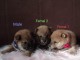 Shiba Inu chiots &agrave; vendre