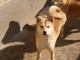 Shiba Inu chiots &agrave; vendre