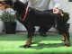 Dobermann chiots &agrave; vendre