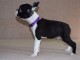 Boston Terrier chiots &agrave; vendre
