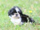Chiots shih-tzu femelle a donn&eacute;