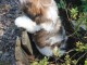 Chiots shih-tzu femelle a donn&eacute;