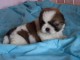 Chiots shih-tzu femelle a donn&eacute;