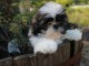 Chiots shih-tzu femelle a donn&eacute;