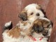Chiots shih-tzu femelle a donn&eacute;