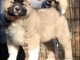 Berger du Caucase chiots &agrave; vendre