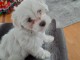 Chiot Bichons Maltais &agrave; donner contre bon soins