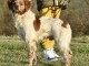 &Eacute;pagneul Breton chiots
