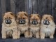 Chow Chow chiots &agrave; vendre
