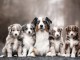 Chiots d&rsquo;apparence Berger australiens 