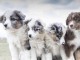 Chiots d&rsquo;apparence Berger australiens 