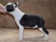 Boston Terrier chiots &agrave; vendre