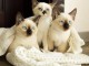 Chiots d&rsquo;apparence ragdoll 