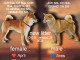 Shiba Inu chiots &agrave; vendre