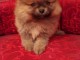 chiots  Spitz nain pom&eacute;ranie