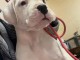 Dogue argentin chiots &agrave; vendre