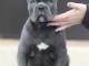Cane Corso chiots &agrave; vendre