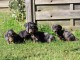 chiots Teckels &agrave; adopter