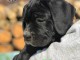Cane Corso chiots &agrave; vendre