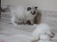 chatons Ragdoll &agrave; donner contre bon soins