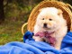 Chow Chow chiots &agrave; vendre