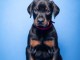 Dobermann chiots &agrave; vendre