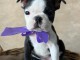 Boston Terrier &ndash; chiot femelle