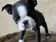 Boston Terrier &ndash; chiot m&acirc;le en vente