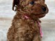 Caniche toy rouge &ndash; chiot femelle en vente