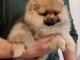 pom&eacute;ranien chiots TOP qualit&eacute;