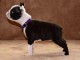 Boston Terrier chiots &agrave; vendre