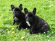 Donne contre bon soins Magnifiques chiots Bouledogue Fran&ccedil;ais