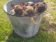 Magnifiques chiots Bouledogue Fran&ccedil;ais bring&eacute;  